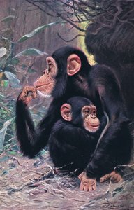 Šimpanz, ilustrace z publikaceWildlife of the World, cca 1910 od Wilhelm Kuhnert