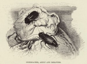 Švábi, dospělí a nezralí od Wilhelm Kuhnert