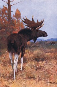 Elk or Moose, z Wildlife of the World vydané nakladatelstvím Frederick Warne & Co, kolem roku 1900 od Wilhelm Kuhnert