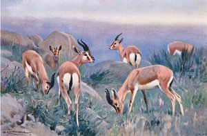 Gazelle, z Wildlife of the World vydané Frederick Warne & Co, c.1900 od Wilhelm Kuhnert