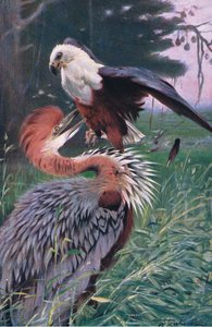 Obrovská volavka a mořský orel, ilustrace z Wildlife of the World, c.1910 od Wilhelm Kuhnert