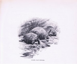 Giant Tortoises, ilustrace z Wildlife of the World, c.1910 od Wilhelm Kuhnert