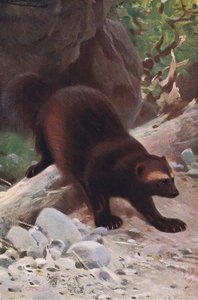 Glutton or Wolverine, z Wildlife of the World vydané Frederick Warne & Co, kolem roku 1900 od Wilhelm Kuhnert