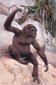 Gorila, ilustrace z Wildlife of the World, kolem roku 1910 od Wilhelm Kuhnert