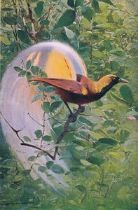 Great Bird of Paradise, ilustrace z Wildlife of the World, c.1910