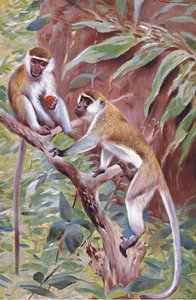 Zelená opice, ilustrace z publikaceWildlife of the World, cca 1910 od Wilhelm Kuhnert
