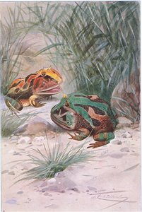 Rohatá žába, z Wildlife of the World vydané Frederick Warne & Co, c.1900 od Wilhelm Kuhnert
