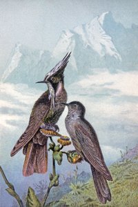 Maska kolibříka, kolem roku 1910 (ilustrace) od Wilhelm Kuhnert