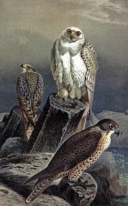 Hunting Falcon, kolem roku 1910 (ilustrace) od Wilhelm Kuhnert