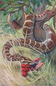 Python indická, z Wildlife of the World vydané Frederick Warne & Co, kolem roku 1900 od Wilhelm Kuhnert