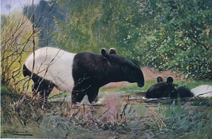 Indický tapír, z Wildlife of the World vydané Frederick Warne & Co, c.1900 od Wilhelm Kuhnert