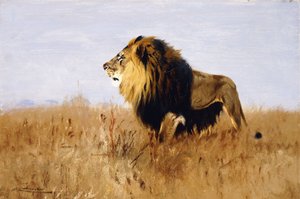 Lev hledá kořist, od Wilhelm Kuhnert