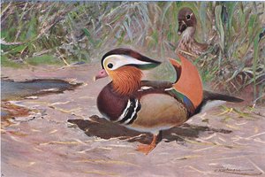 Mandarin Duck, z Wildlife of the World vydané Frederick Warne & Co, kolem roku 1900