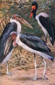 Marabou a Jabiru, ilustrace z Wildlife of the World, c.1910