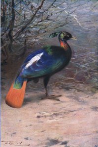 Monal, z Wildlife of the World vydané Frederick Warne & Co, c.1900
