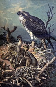 Osprey, n. 1910 (kuva) od Wilhelm Kuhnert