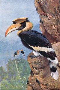 Pied Hornbill, z Wildlife of the World vydané Frederick Warne & Co, kolem roku 1900