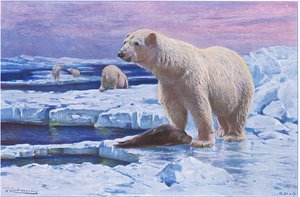 Polar Bear, z Wildlife of the World vydané Frederick Warne & Co, c.1900 od Wilhelm Kuhnert