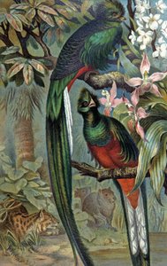 Quetzal kiiltävä, n. 1910 (kuva) od Wilhelm Kuhnert