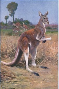 Red Kangaroo, ilustrace z Wildlife of the World, c.1910 od Wilhelm Kuhnert