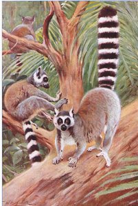 Ring tailed Lemur, ilustrace z Wildlife of the World, c.1910 od Wilhelm Kuhnert