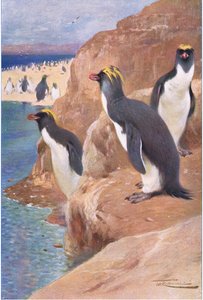 Rock Penguin, ilustrace z Wildlife of the World, c.1910 od Wilhelm Kuhnert