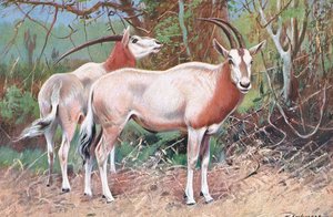 Sobolí antilopa, ilustrace z Wildlife of the World, c.1910 od Wilhelm Kuhnert