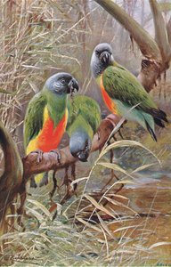 Senegalský papoušek, ilustrace z Wildlife of the World, c.1910 od Wilhelm Kuhnert