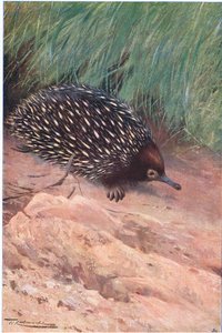 Ant-Eater, ilustrace z Wildlife of the World, c.1910 od Wilhelm Kuhnert