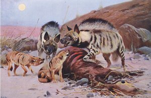 Pruhovaná hyena a šakal, z Wildlife of the World vydané Frederick Warne & Co, kolem roku 1900