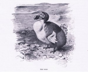 The Dodo, ilustrace z Wildlife of the World, c.1910 od Wilhelm Kuhnert