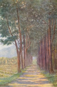 Fir Avenue, "Alphen" (barevná litografie)