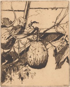 Calabash ne fuchsiová