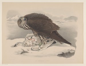 Gyrfalcon s ptarmiganem Le gerfaut sors (název na objektu) od Willem Bastiaan van Wouw