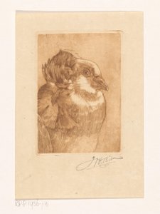Studie holuba od Willem Hendrik Bik (signed by artist)