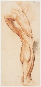 Anatomická studie (écorché). Mužova stažená pravá noha při pohledu zezadu otočená doprava od Willem Panneels