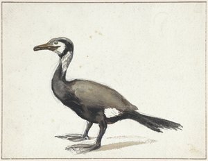 Kormorán