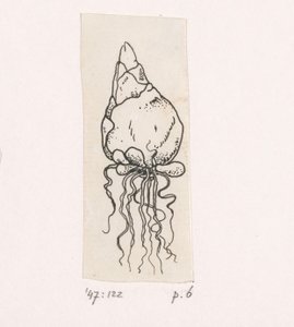 květinová cibulka od Willem Wenckebach