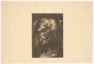 Pes Phoebus od Willem Arnoldus Witsen