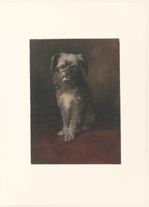Portrét psa Phoebus od Willem Arnoldus Witsen