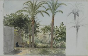 Oáza s palmami