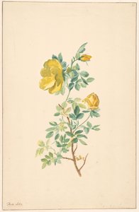 Větev žluté růže (Rosa Lutea)
