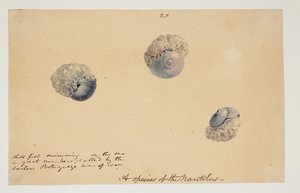WD 961 f.20 od William Alexander