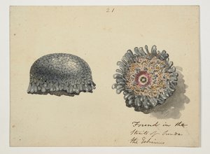 WD 961 f.21 od William Alexander