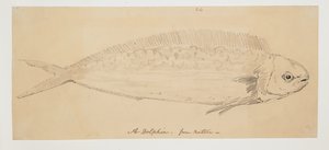 WD 961 f.24 od William Alexander