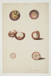 WD 961 f.25 od William Alexander