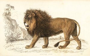 Africký lev, Panthera leo. Zranitelný. ,1834 (rytina)