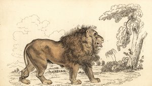 Asijský lev, ohrožený, Panthera leo leo. ,1834 (rytina)