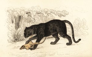 Černý jaguár, Fanthera pardus., 1834 (rytina)