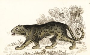 Levhart obláčkový, Neofelis nebulosa., 1834 (rytina)
